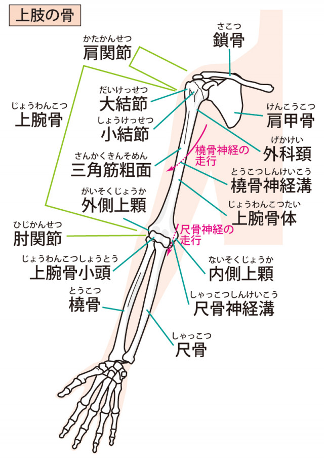 上肢の骨のイラスト
